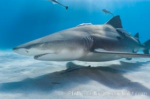 Lemon shark, Negaprion brevirostris