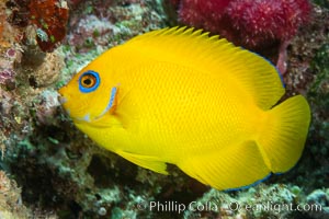 Lemonpeel Angelfish, Centropyge flavissima, Lemonpeel Dwarf Angelfish, Fiji, Centropyge flavissima, Namena Marine Reserve, Namena Island