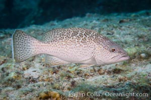 Leopard grouper Mycteroperca rosacea,  Sea of Cortez, Isla San Francisquito, Baja California, Mexico