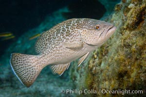 Leopard grouper Mycteroperca rosacea,  Sea of Cortez, Isla San Francisquito, Baja California, Mexico