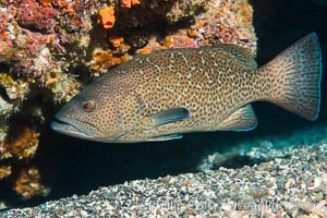 Leopard grouper Mycteroperca rosacea,  Sea of Cortez, Punta Alta, Baja California, Mexico