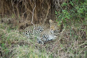 Leopard, Olare Orok Conservancy, Kenya, Panthera pardus