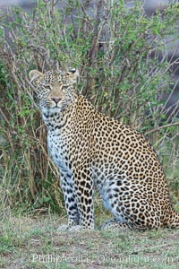 Leopard, Olare Orok Conservancy, Kenya., Panthera pardus, natural history stock photograph, photo id 30028