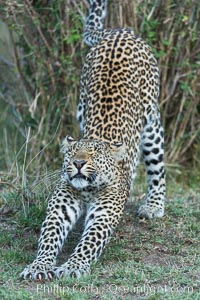 Leopard, Olare Orok Conservancy, Kenya, Panthera pardus