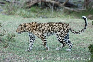 Leopard, Olare Orok Conservancy, Kenya, Panthera pardus