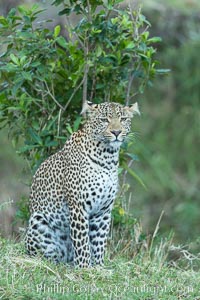 Leopard, Olare Orok Conservancy, Kenya