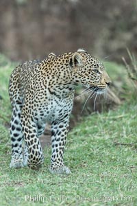 Leopard, Olare Orok Conservancy, Kenya, Panthera pardus