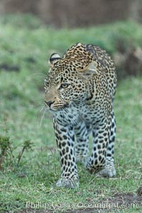 Leopard, Olare Orok Conservancy, Kenya, Panthera pardus