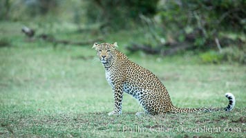 Leopard, Olare Orok Conservancy, Kenya, Panthera pardus