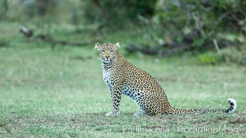 Leopard, Olare Orok Conservancy, Kenya