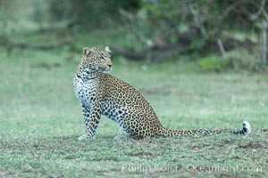 Leopard, Olare Orok Conservancy, Kenya, Panthera pardus