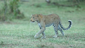 Leopard, Olare Orok Conservancy, Kenya, Panthera pardus