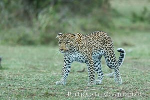 Leopard, Olare Orok Conservancy, Kenya, Panthera pardus