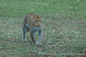 Leopard, Olare Orok Conservancy, Kenya, Panthera pardus