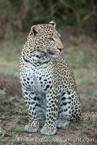 Leopard, Olare Orok Conservancy, Kenya, Panthera pardus