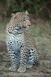 Leopard, Olare Orok Conservancy, Kenya, Panthera pardus