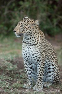 Leopard, Olare Orok Conservancy, Kenya, Panthera pardus