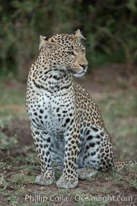 Leopard, Olare Orok Conservancy, Kenya, Panthera pardus