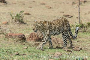 Leopard, Olare Orok Conservancy, Kenya, Panthera pardus