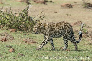 Leopard, Olare Orok Conservancy, Kenya, Panthera pardus