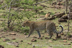 Leopard, Olare Orok Conservancy, Kenya, Panthera pardus