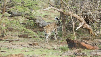 Leopard, Olare Orok Conservancy, Kenya, Panthera pardus