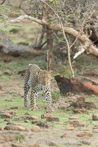 Leopard, Olare Orok Conservancy, Kenya, Panthera pardus