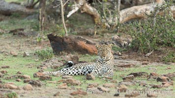 Leopard, Olare Orok Conservancy, Kenya, Panthera pardus