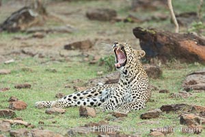 Leopard, Olare Orok Conservancy, Kenya, Panthera pardus