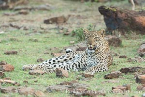 Leopard, Olare Orok Conservancy, Kenya, Panthera pardus