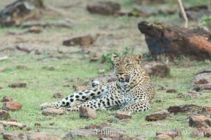 Leopard, Olare Orok Conservancy, Kenya, Panthera pardus