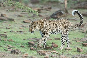 Leopard, Olare Orok Conservancy, Kenya, Panthera pardus