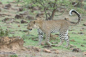 Leopard, Olare Orok Conservancy, Kenya, Panthera pardus