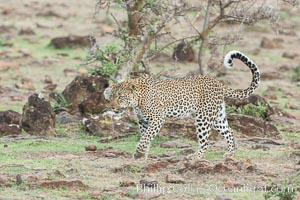 Leopard, Olare Orok Conservancy, Kenya, Panthera pardus