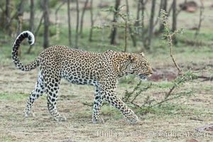 Leopard, Olare Orok Conservancy, Kenya, Panthera pardus