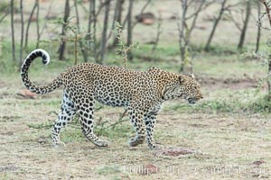 Leopard, Olare Orok Conservancy, Kenya, Panthera pardus