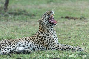 Leopard, Olare Orok Conservancy, Kenya, Panthera pardus