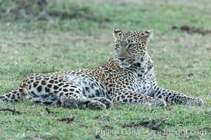 Leopard, Olare Orok Conservancy, Kenya, Panthera pardus