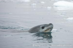 A leopard seal in Antarctica.  The leopard seal is a large predatory seal, up to 1300 lb and 11 ft in length, feeding on krill, squid, fish, various penguin species and other seabirds and occasionally, other pinnipeds, Hydrurga leptonyx, Cierva Cove