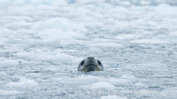 A leopard seal in Antarctica.  The leopard seal is a large predatory seal, up to 1300 lb and 11 ft in length, feeding on krill, squid, fish, various penguin species and other seabirds and occasionally, other pinnipeds, Hydrurga leptonyx, Cierva Cove