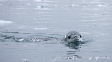 A leopard seal in Antarctica.  The leopard seal is a large predatory seal, up to 1300 lb and 11 ft in length, feeding on krill, squid, fish, various penguin species and other seabirds and occasionally, other pinnipeds, Hydrurga leptonyx, Cierva Cove