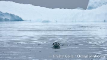 A leopard seal in Antarctica.  The leopard seal is a large predatory seal, up to 1300 lb and 11 ft in length, feeding on krill, squid, fish, various penguin species and other seabirds and occasionally, other pinnipeds, Hydrurga leptonyx, Cierva Cove