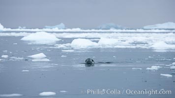 A leopard seal in Antarctica.  The leopard seal is a large predatory seal, up to 1300 lb and 11 ft in length, feeding on krill, squid, fish, various penguin species and other seabirds and occasionally, other pinnipeds, Hydrurga leptonyx, Cierva Cove