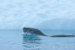 A leopard seal in Antarctica.  The leopard seal is a large predatory seal, up to 1300 lb and 11 ft in length, feeding on krill, squid, fish, various penguin species and other seabirds and occasionally, other pinnipeds, Hydrurga leptonyx, Cierva Cove