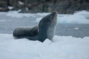 A leopard seal in Antarctica.  The leopard seal is a large predatory seal, up to 1300 lb and 11 ft in length, feeding on krill, squid, fish, various penguin species and other seabirds and occasionally, other pinnipeds, Hydrurga leptonyx, Cierva Cove