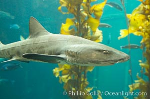 Leopard shark swims through a kelp forest, Triakis semifasciata