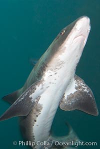 Leopard shark swims through a kelp forest, Triakis semifasciata