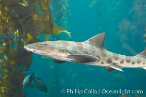 Leopard shark swims through a kelp forest, Triakis semifasciata