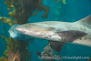 Leopard shark swims through a kelp forest, Triakis semifasciata