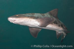 Leopard shark swims through a kelp forest, Triakis semifasciata